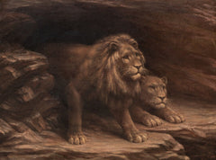 Study of Lions | M.C Fehr | 18th / 19th Century