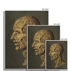 Testa Anatomica | Filippo Balbi | 19th Century